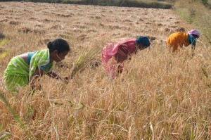 © IASS /Keerthi Kiran Bandru